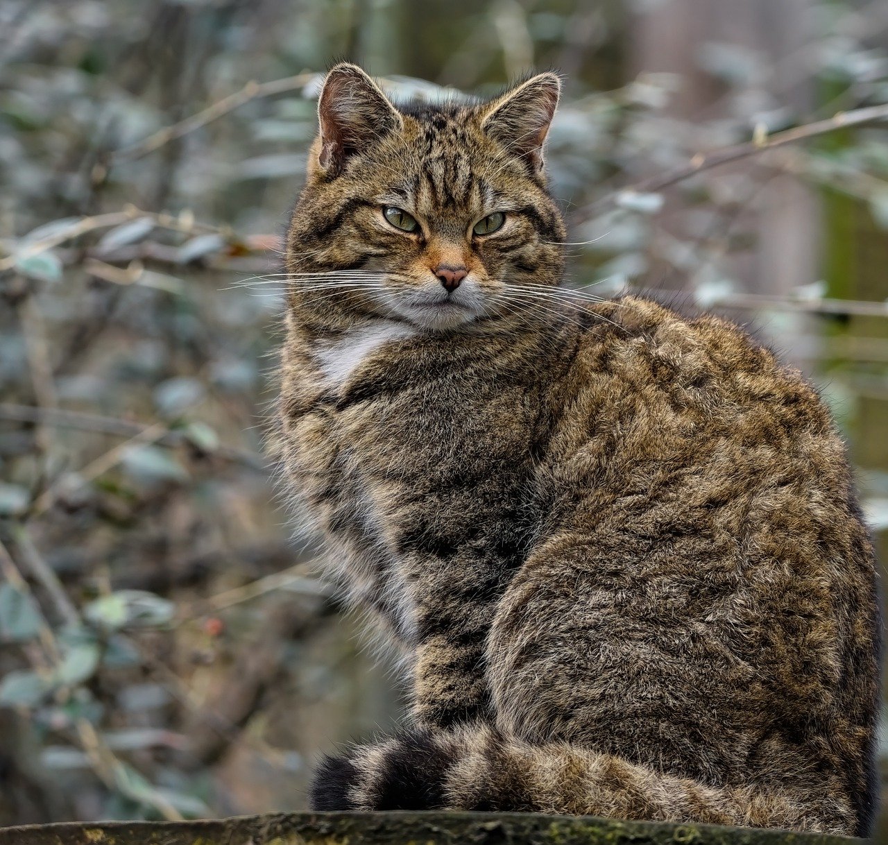 Why the Scottish Straight Cat Is So Adorable